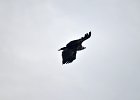 Monniksgier (cinereous vulture) Aegypius monachus - Orkhon Falls 16-08-2016 (5)